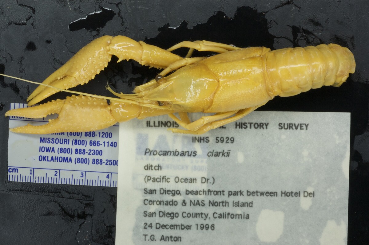 Procambarus clarkii image